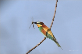 <p>VLHA PESTRÁ (Merops apiaster) jižní Morava ----- /European bee-eater - Bienenfresser/</p>